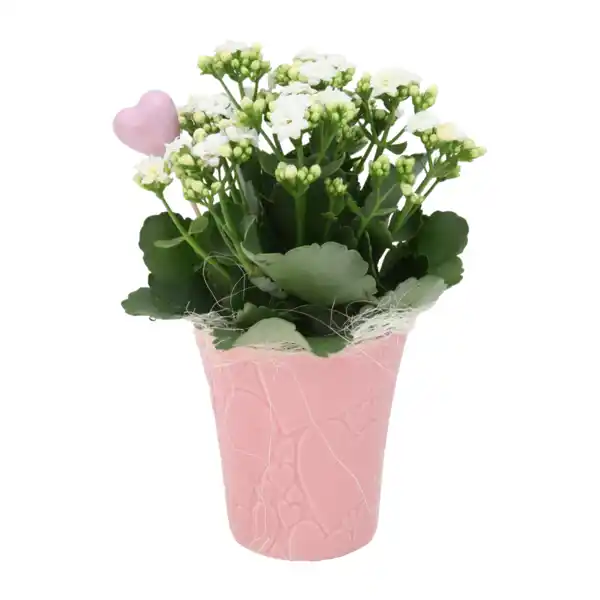 Bild 3 von GARDENLINE Rose / Kalanchoe in Herzkeramik