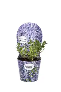 Solitärstauden Perovskia Blauraute 19 cm