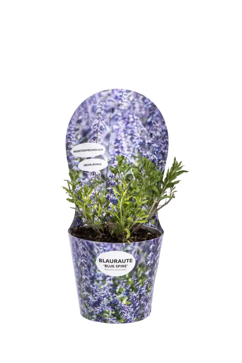 Bild 1 von Solitärstauden Perovskia Blauraute 19 cm