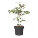Bild 2 von GARDENLINE Japanischer Ahorn