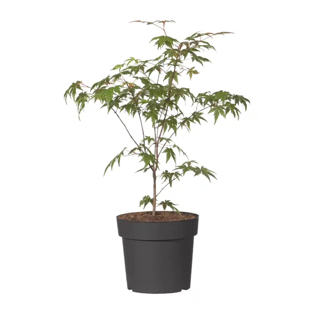 Bild 2 von GARDENLINE Japanischer Ahorn
