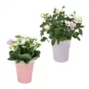 Bild 1 von GARDENLINE Rose / Kalanchoe in Herzkeramik