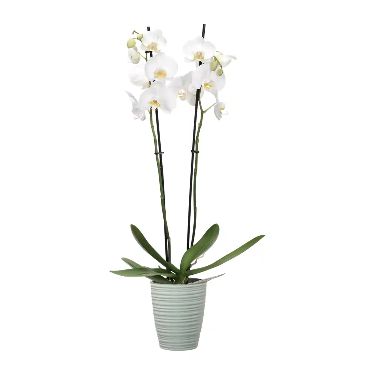 Bild 2 von GARDENLINE Phalaenopsis