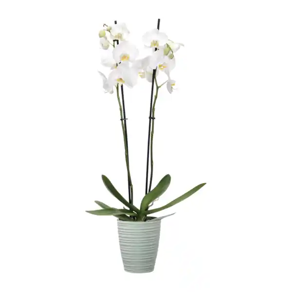 Bild 2 von GARDENLINE Phalaenopsis