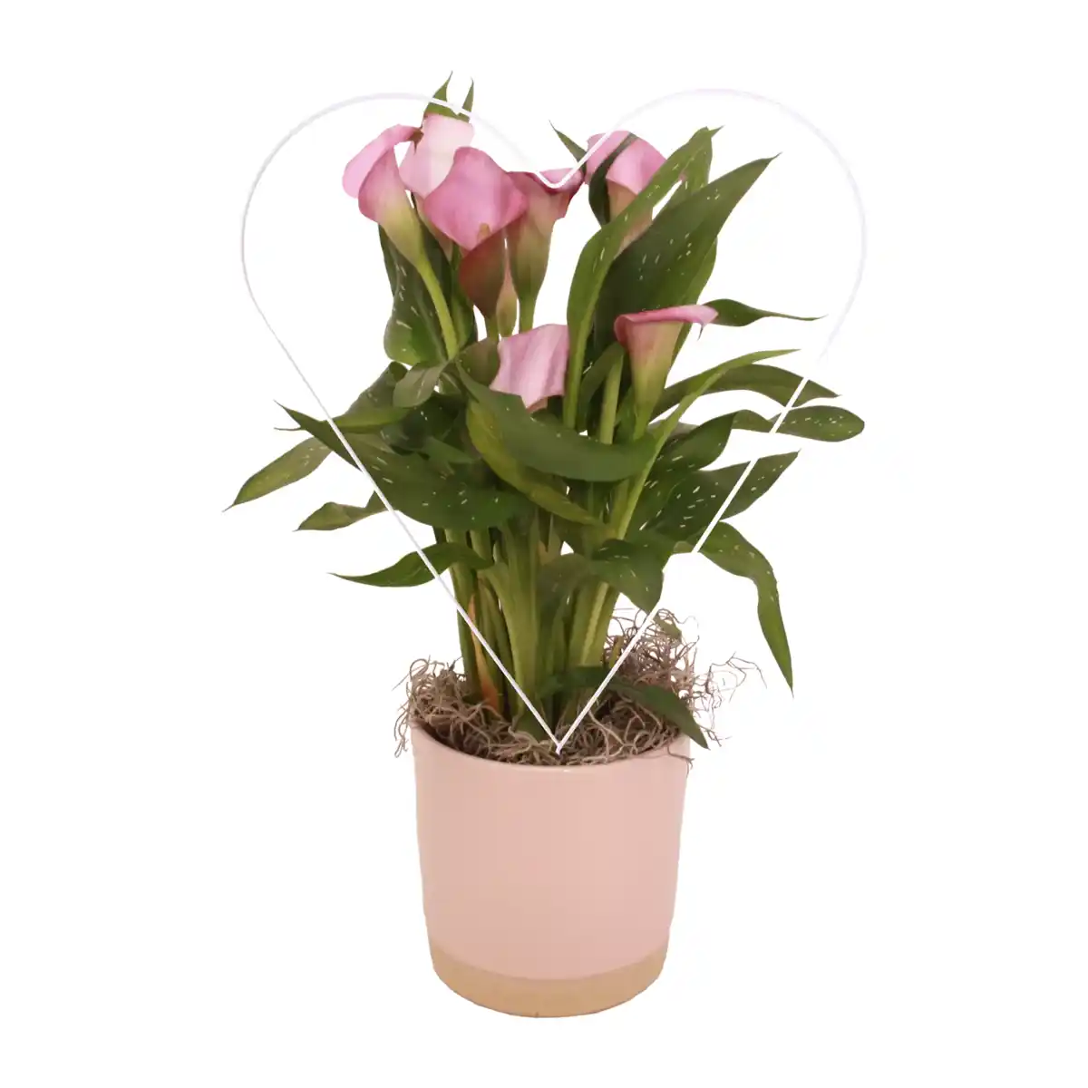 Bild 1 von GARDENLINE Calla