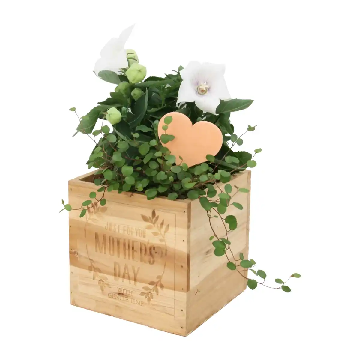 Bild 3 von GARDENLINE Muttertagspflanzen