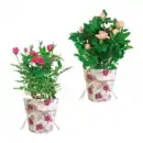 Bild 1 von GARDENLINE Rose