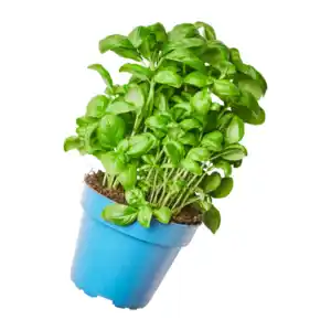 Basilikum im Topf XXL