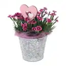 Bild 1 von GARDENLINE Dianthus „Pink Kisses“