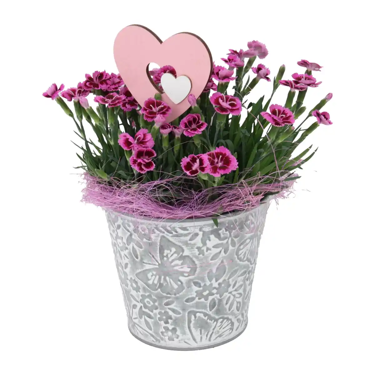 Bild 1 von GARDENLINE Dianthus „Pink Kisses“