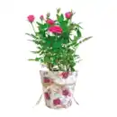 Bild 4 von GARDENLINE Rose