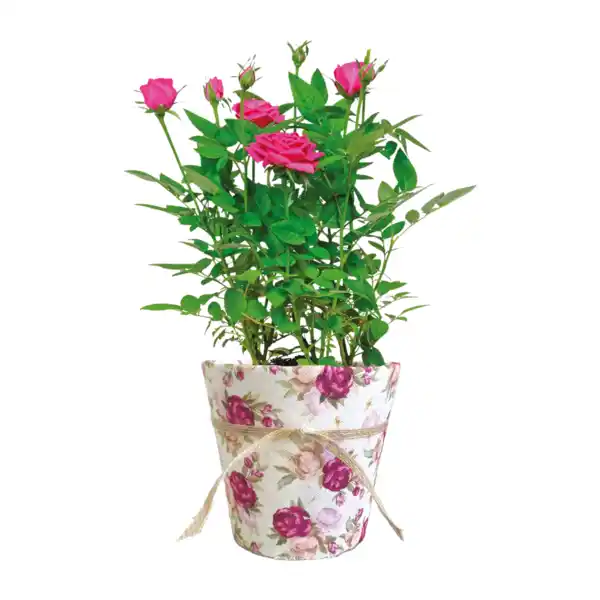 Bild 4 von GARDENLINE Rose