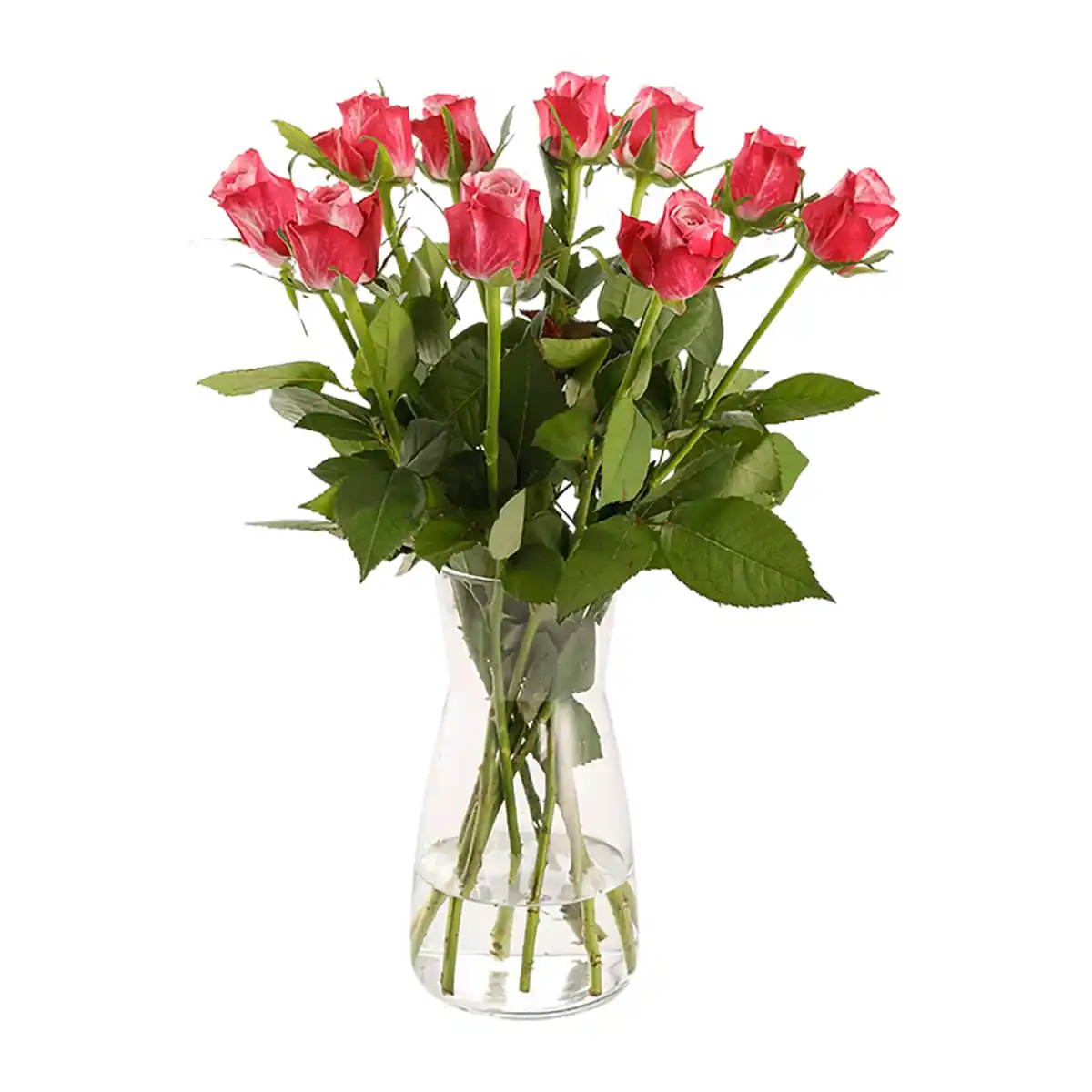 Bild 4 von GARDENLINE Fairtrade-Rosen