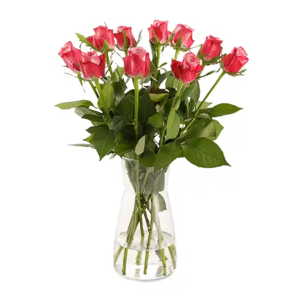 Bild 4 von GARDENLINE Fairtrade-Rosen