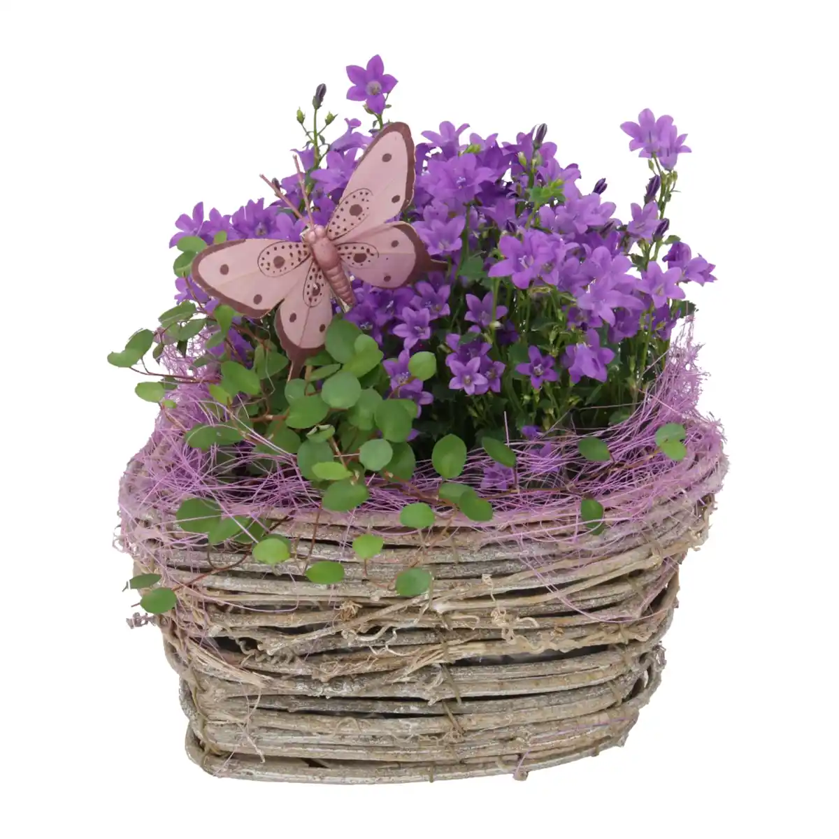 Bild 2 von GARDENLINE Muttertagspflanzen