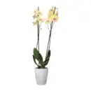Bild 3 von GARDENLINE Phalaenopsis