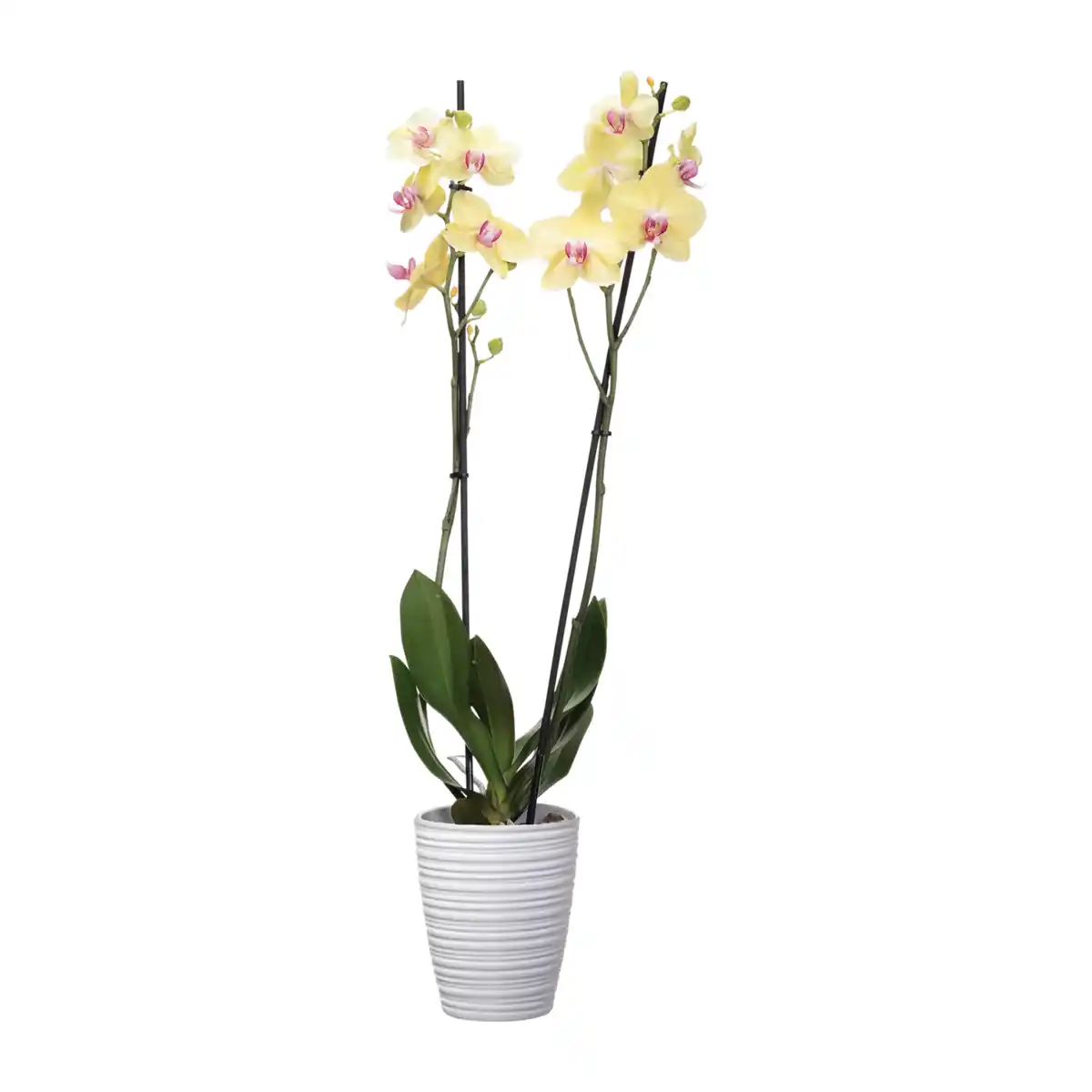 Bild 3 von GARDENLINE Phalaenopsis