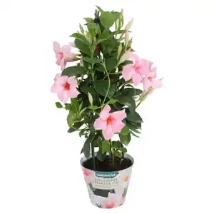 GARDENLINE Dipladenia Pyramide, Rosa