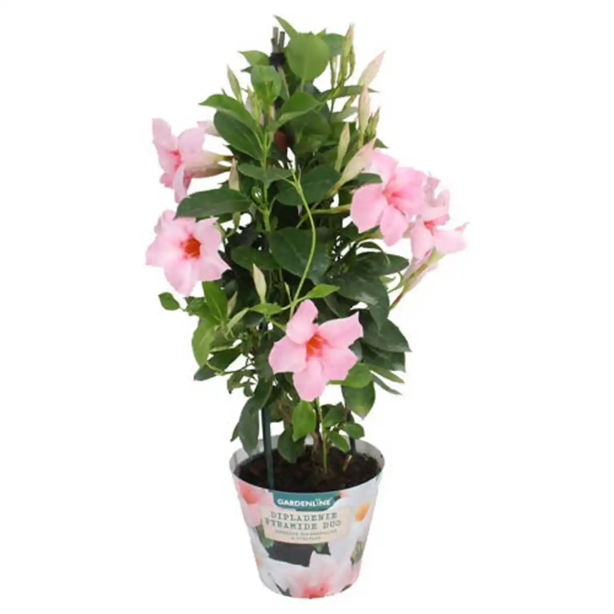 Bild 1 von GARDENLINE Dipladenia Pyramide, Rosa