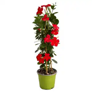 GARDENLINE Dipladenie Pyramide, Rot