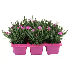 GARDENLINE Dianthus "Pink Kisses", 6er-Tray