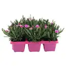 Bild 1 von GARDENLINE Dianthus "Pink Kisses", 6er-Tray