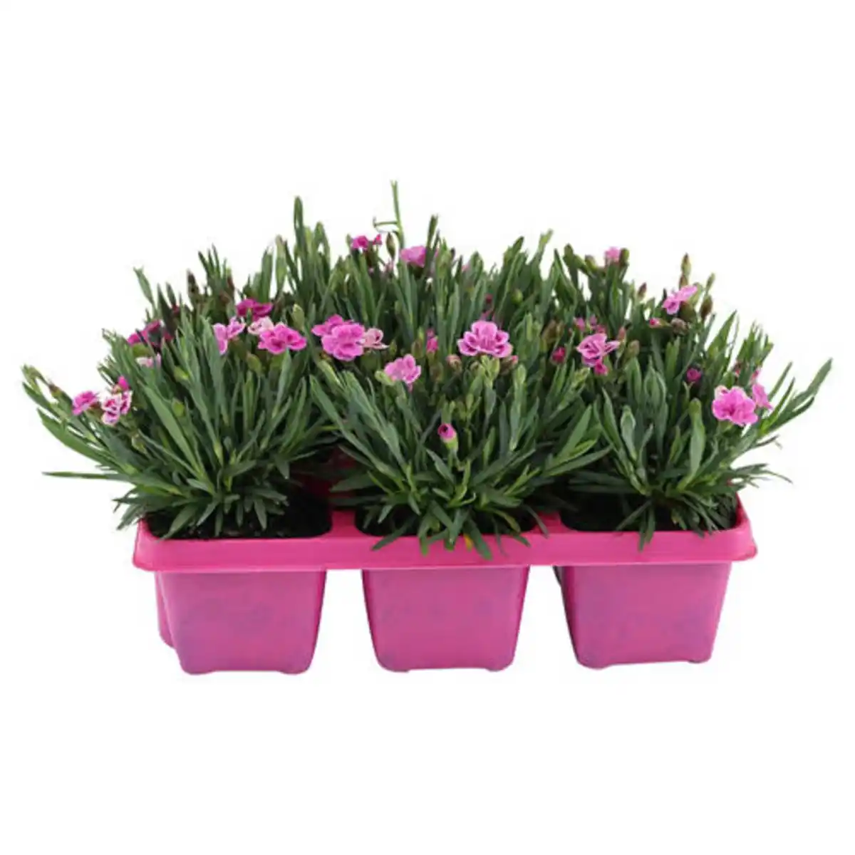 Bild 1 von GARDENLINE Dianthus "Pink Kisses", 6er-Tray