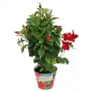 Bild 1 von GARDENLINE Dipladenie Pyramide, Rot