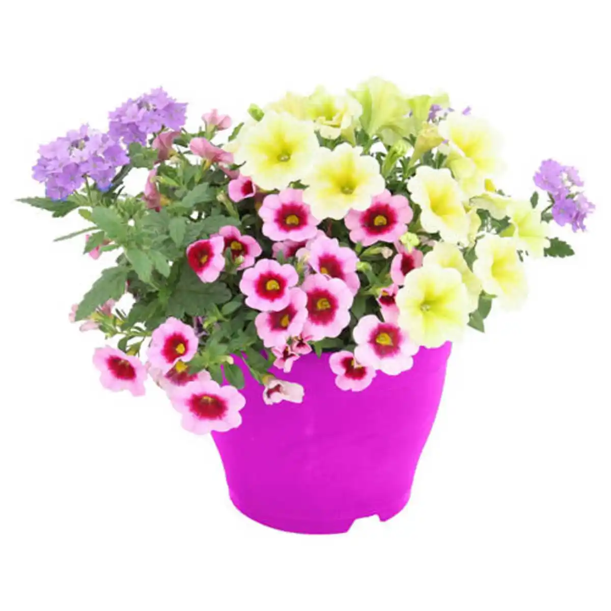 Bild 1 von GARDENLINE Beetpflanzen Kübel