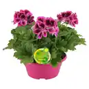Bild 1 von GARDENLINE Edelgeranien Schale