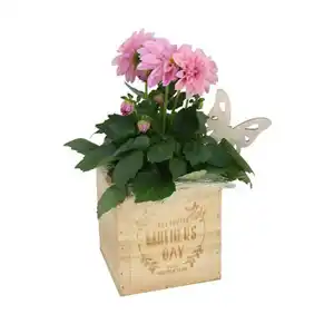 GARDENLINE Dahlie im Holztopf