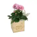 Bild 1 von GARDENLINE Dahlie im Holztopf