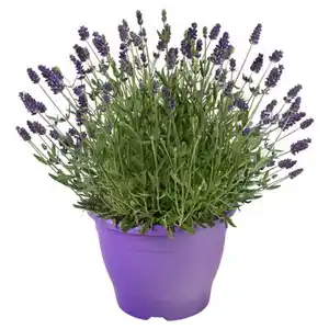 GARDENLINE Lavendelbusch