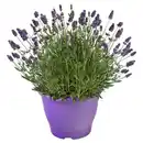 Bild 1 von GARDENLINE Lavendelbusch