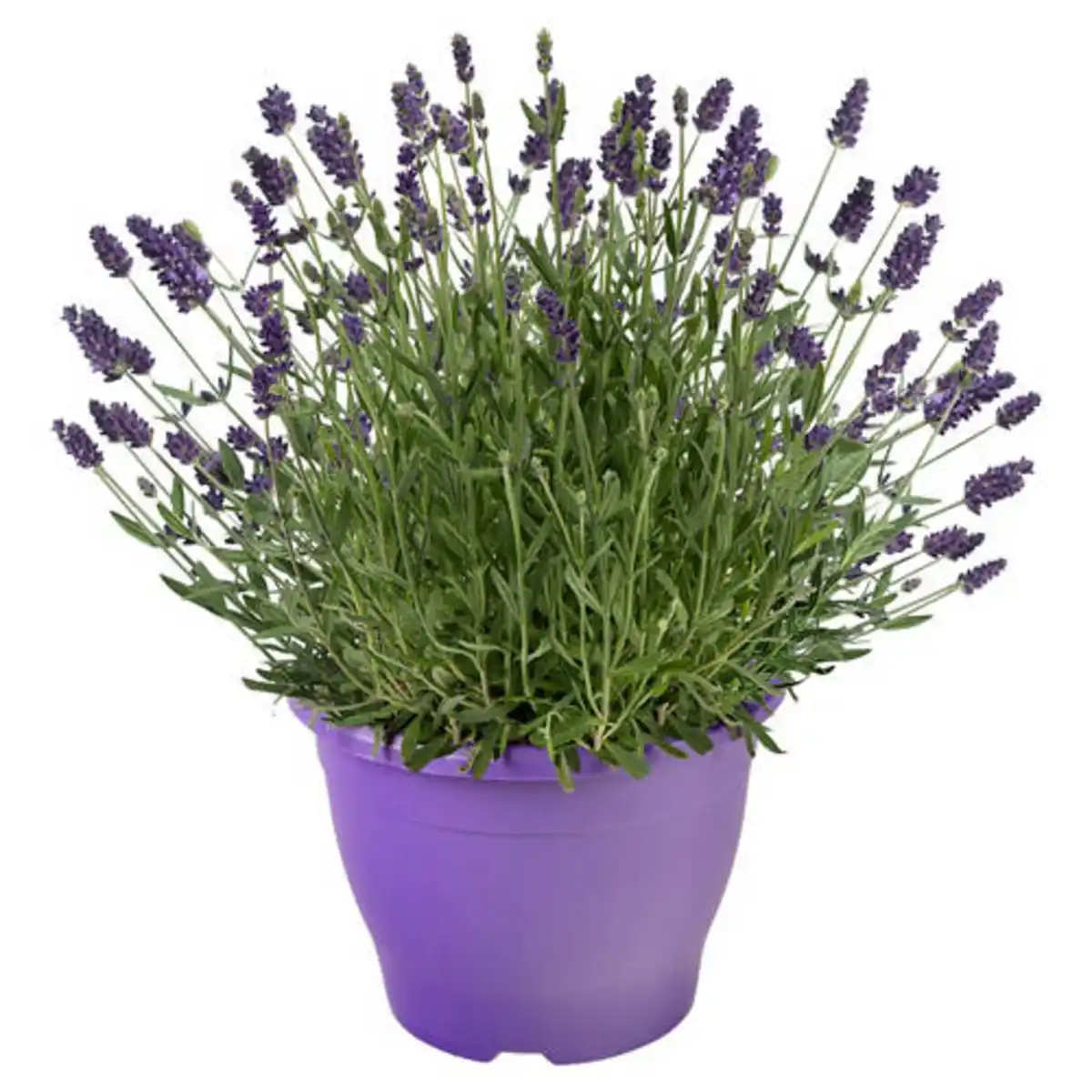 Bild 1 von GARDENLINE Lavendelbusch