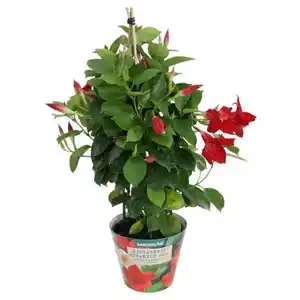 GARDENLINE Dipladenia Pyramide, Rot