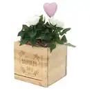 Bild 1 von GARDENLINE Rose im Holztopf