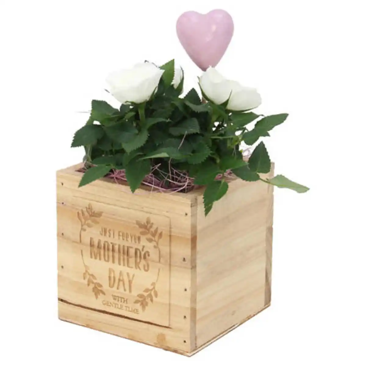 Bild 1 von GARDENLINE Rose im Holztopf