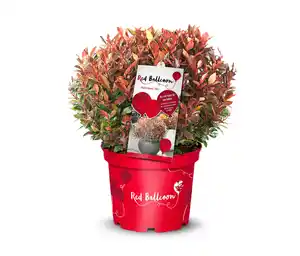 Photinia faseri »Red Ballcon«