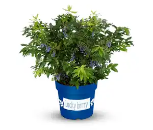 Beerenstrauch Kletterblaubeere