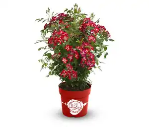 Rose »Rosy Boom Colour Change«