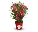 Bild 1 von Rose »Rosy Boom Colour Change«