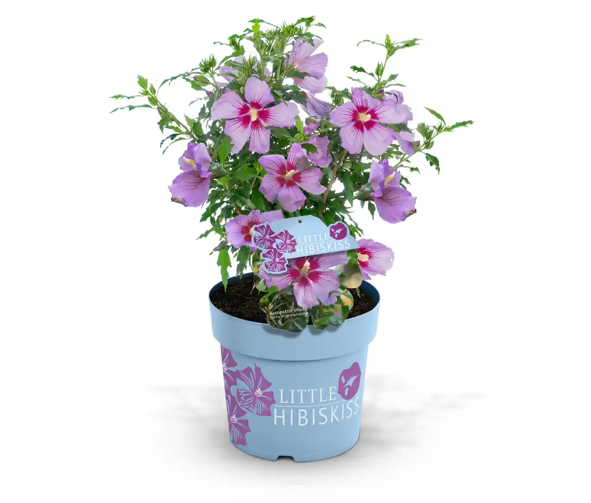 Bild 1 von Hibiskusstrauch, klein