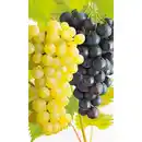 Bild 1 von naturtalent by toom Naturtalent by toom® Bio-Duo-Wein mehltautolerant, Busch 25 cm Topf