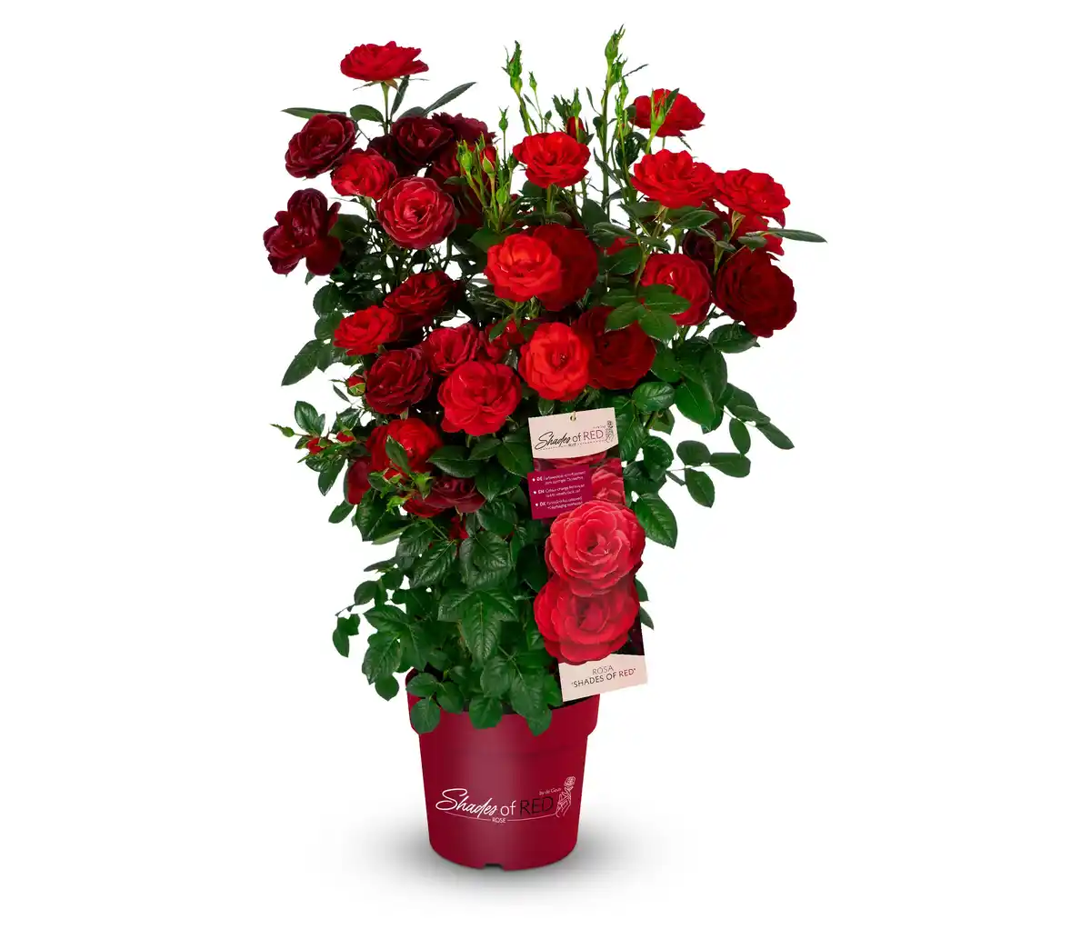 Bild 1 von Rose »Shades of Red«