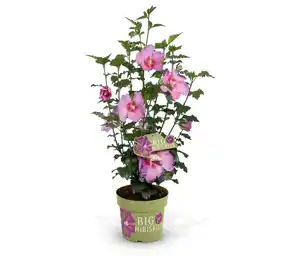 Hibiskusstrauch, groß