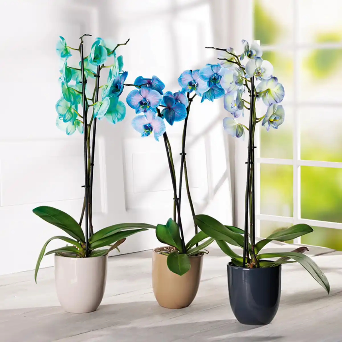 Bild 1 von Phalaenopsis "Royal Mix"
