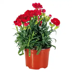 Topfnelke "Dianthus"