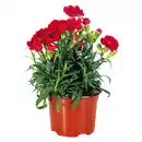 Bild 1 von Topfnelke "Dianthus"