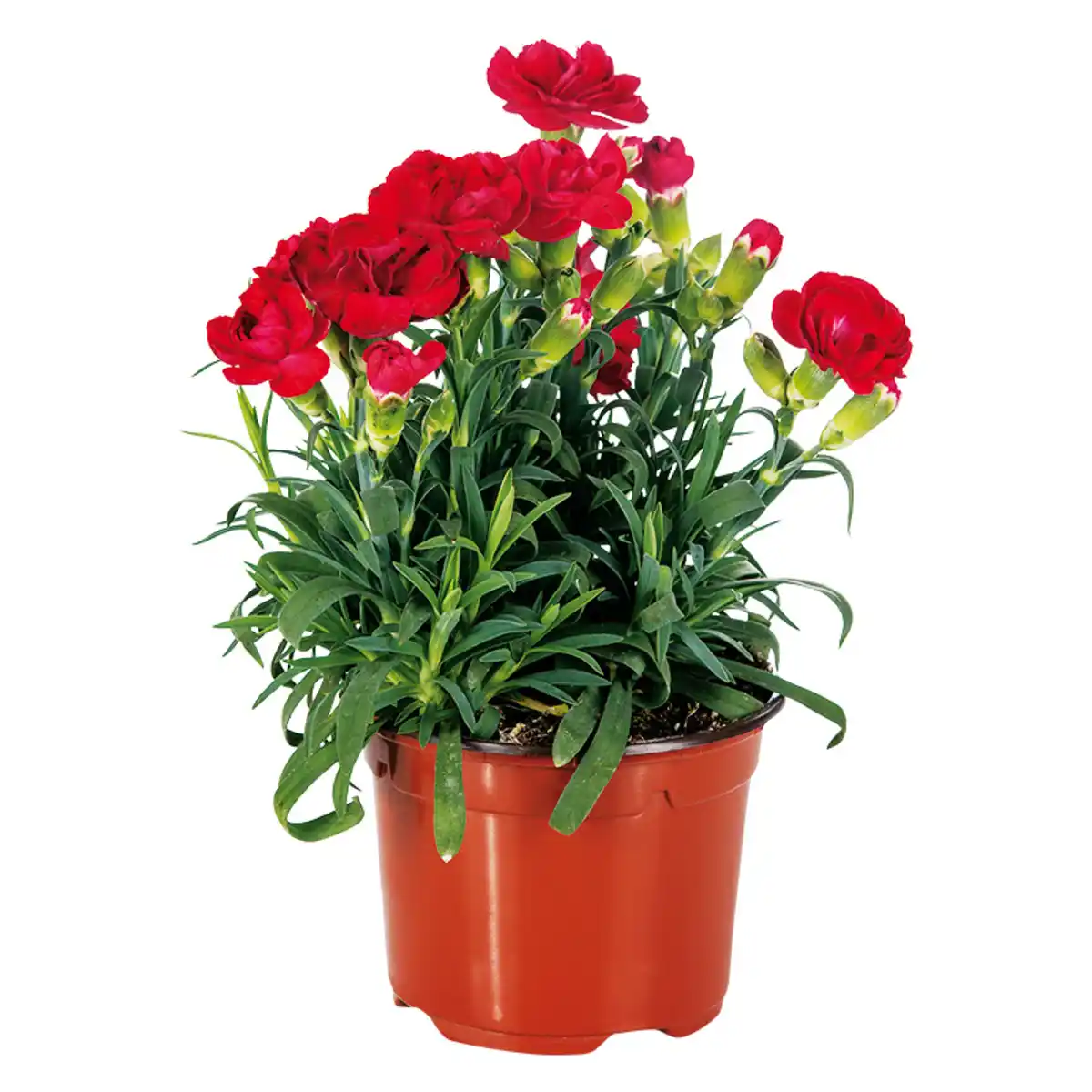 Bild 1 von Topfnelke "Dianthus"